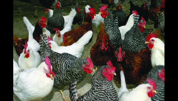 40 Million birds destroyed in Iowa and Minnesota