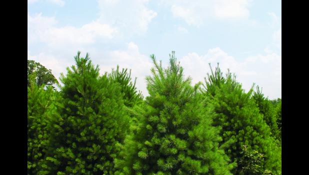 Annual Christmas Tree Search