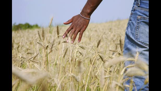 Highest yielder was 121 bushels.