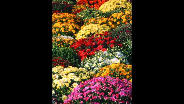 Mums make good choices for fall color.