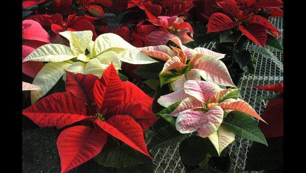  Poinsettias are no longer just red. Photo by Debbie Johnson