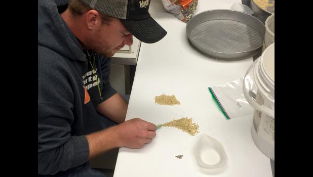 Shea Farrell, a graduate student at the MU Division of Plant Sciences, checks pollinator seed mixes for Palmer amaranth seed. MU weed scientists research ways that Palmer amaranth spreads to Missouri fields. Photo by Eric Oseland
