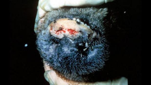 Vesicular disease causes lesions in pigs.