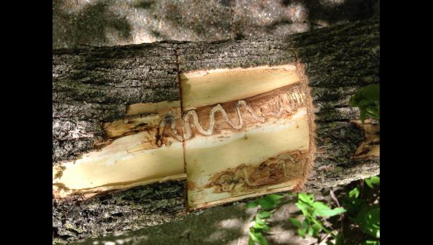 Ash tree in St. Louis shows tunnels made by emerald ash borer larvae. Photo courtesy of Ameren.