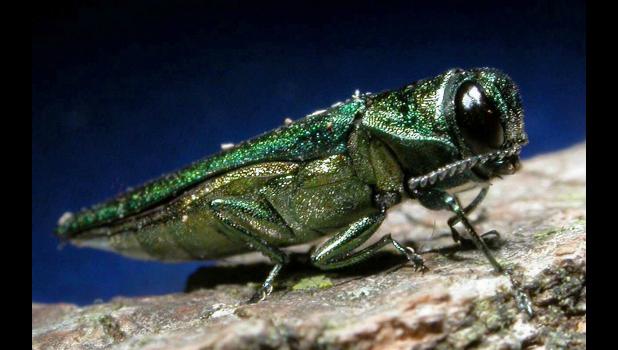 An emerald ash borer. Photo by David Cappaert, Michigan State University.