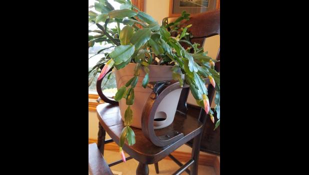 Christmas cacti often outlive their original caretakers. This cactus, owned by Becky Little White of Monroe City, was grown from a cutting off a cactus that belonged to her grandmother, Lois Little, who died in 1965. Photo courtesy of Becky White