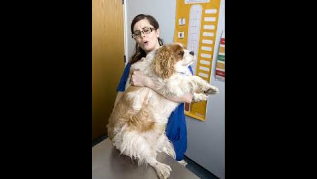Over half of all dogs and cats in the U.S. are overweight?