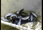 Stockings in small lakes aimed at boosting sport fishery quality