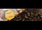 Master Beekeeper Course in Trenton 11-19