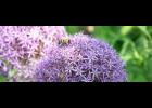 A beautiful time of year to visit Powell Gardens.