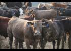 Braymer man sentenced for cattle fraud scheme