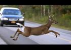 Last year one deer strike occurred every 2.4 hours in the state of Missouri.