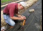 Horticulturists planted a hops yard at the MU Bradford Research Center in Columbia. The research will help the growing number of home beer brewers who want to grow their own hops. Photo by Linda Geist