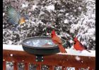 In winter our feathered friends especially need our help more than ever.