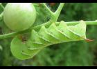 Photo of tomato hornworm
