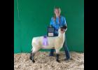 Ewe of Murphy Park wins title of Carroll County Fair Reserve Grand Champion Ewe 2016