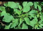 Palmer amaranth