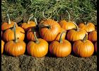 Pumpkins - Photo by National Garden Bureau Inc.