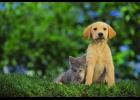 April is National Heartworm Awareness Month