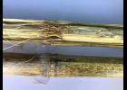 Anthracnose stalk rot shows up when stalks are split. Stalks yield easily when squeezed. Photo courtesy of Greg Luce