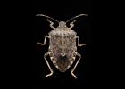 Brown marmorated stink bug