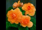 Tuberous Begonia