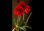 Amaryllis; Photo by Chris Starbuck, University of Missouri Extension