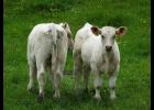 Calf prices will not increase soon