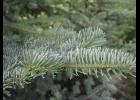 Your holiday greenery may be toxic.
