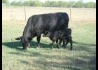 Quality beef brings more money.