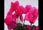 Cyclamens bloom for several months if kept in a cool but brightly lit spot.