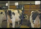Learn how to produce quality milk.
