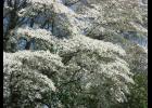 Flowering dogwood. Photo Credit: Public domain image