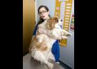Over half of all dogs and cats in the U.S. are overweight?