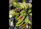 Venus flytrap ~ Photo by James Henderson, Bugwood.org