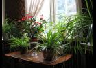 Gradually acclimate plants to their new environment to avoid leaf drop.