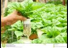 Hydroponic greenhouse in Maryville.