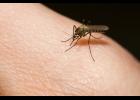 Zika cases in the US