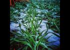 January-February is a good time for wheat growers to review management decisions. Photo by Tyler Mudd.