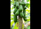 Pawpaw trees grow to 15-20 feet.