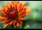 The bold colors of mums make them a great addition to fall decorating.