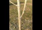 Sunscald on a young tree