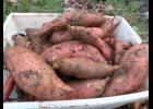 It's time to dig your sweet potatoes!