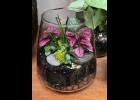 Terrariums are back in style.