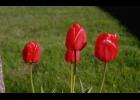 Plant tulip bulbs in October, says MU Extension horticulturist.