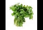 Watercress